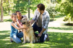 Social Benefits of Summer Dog Walks