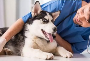 Avoid Dog Diseases With Healthy Diet And Exercise Routine