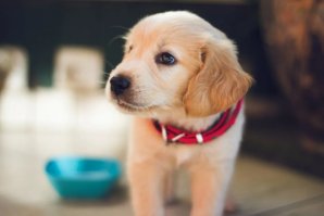 Valuable Food Buying Tips For Your New Puppy 