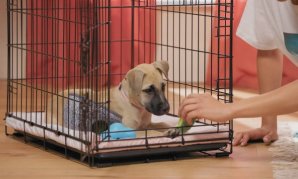 How And Why To Crate Train Your Dog Or Pup?