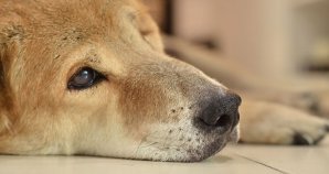Are Dogs Susceptible To PTSD? How Are They Treated? 
