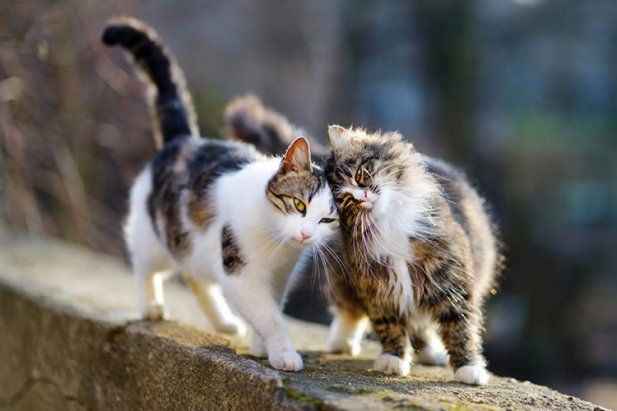 Feral Cats - What to Do If They Live Near You
