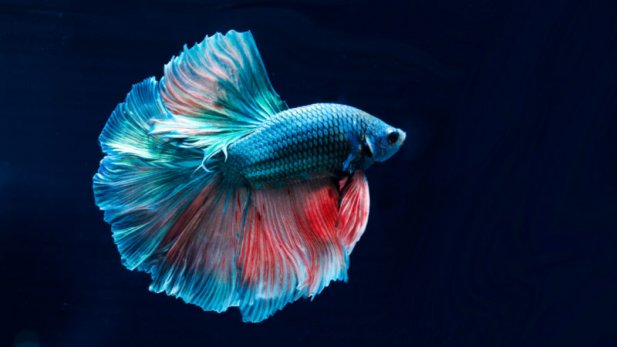 Keeping Betta Fish