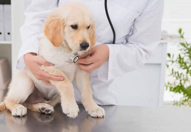 Pet Insurance - How It Works and If It's Worth It