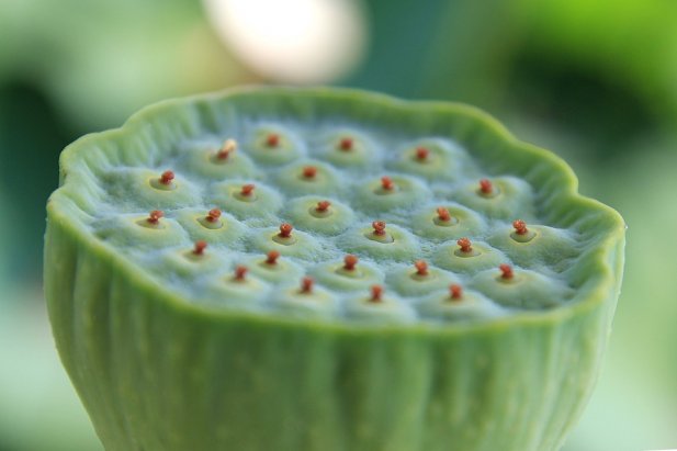 Have You Ever Eaten Lotus Fruit?