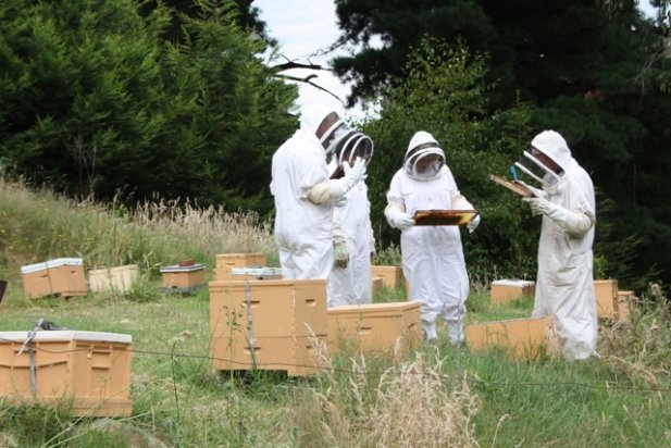 Beekeeping Lessons