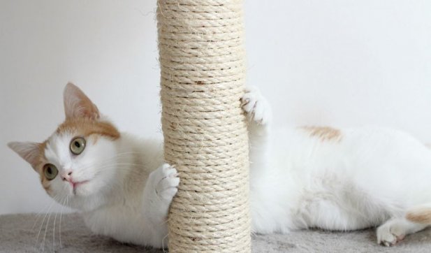How to Train a Cat to Use a Scratching Post: Useful Tips