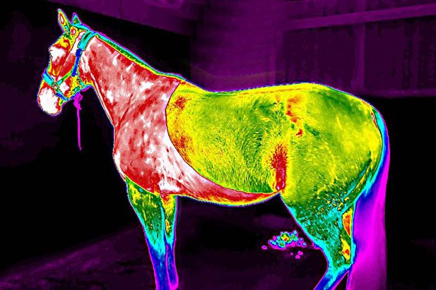 What Is Equine Thermography and the Benefits to Your Horse