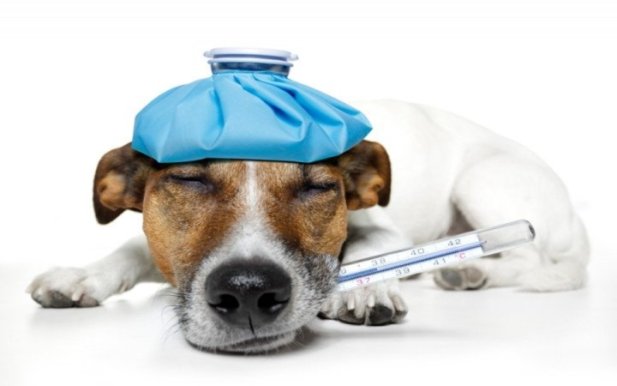 Common Treatable Dog Illnesses � Symptoms And Treatment � Part 1