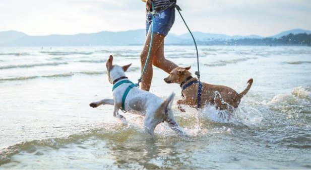 Pawsitive Doggie Playtime: Fun-Filled Ventures for Your Canine Companion this Summer!