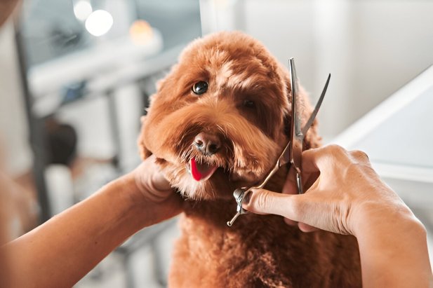 How Expert Dog Groomers Tackle Matted Fur Without Stress