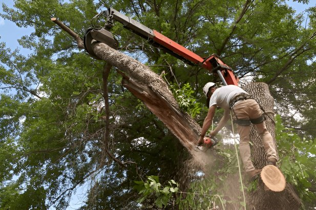 Why Tree Removal Services Are Vital For Healthy Trees