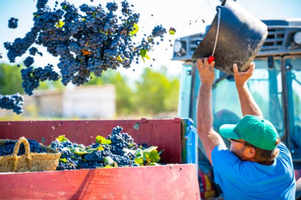 Why Are So Many Wine Lovers Turning to Natural Wine Producers?