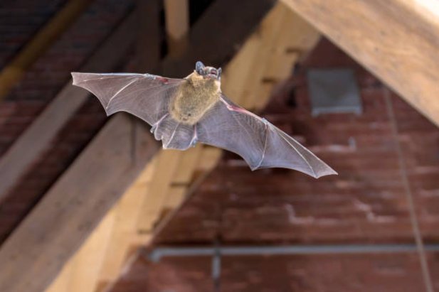 8 Practical Tips Before Choosing Bat Exclusion Services