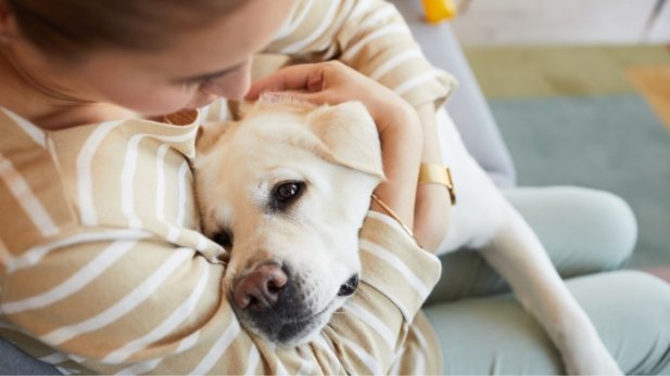 Creating Peaceful Goodbyes Through In Home Pet Euthanasia