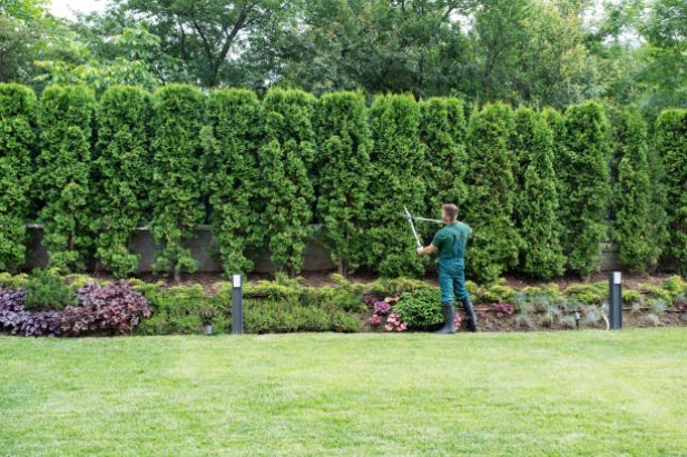 What Tree Services Include During Emergency Cleanups