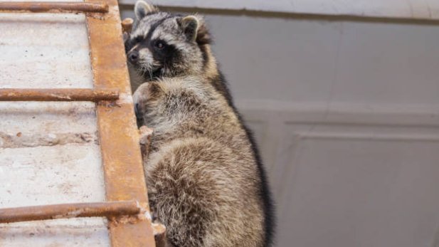  5 Major Health Risks Stopped by Raccoon Removal Services