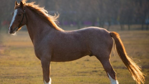 How Gamma Oryzanol Benefits Support Wellness in Stifle Horses