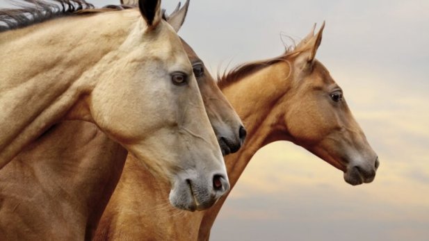 Founder in Horses: Joint Structure, Movement, and Chondroitin Sulfate