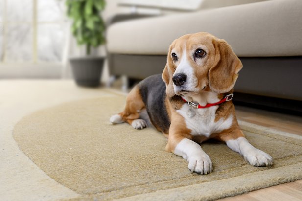 Can Collagen Supplement Speed Up CCL Recovery in Dogs