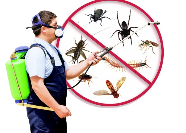 Pest Infestations in Rental Properties: Health Risks and Tenant Claim Rights