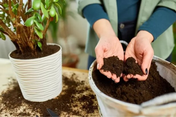 Trusted Indoor Gardening Soil Suppliers for Growers