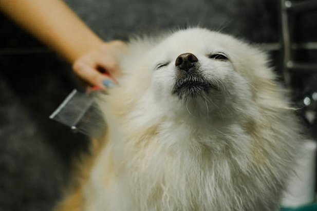 How Do Professional Pet Bathing Services Prevent Ear Infections?