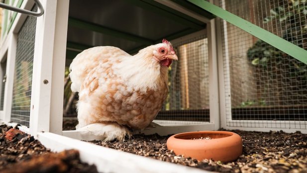 Chicken Houses and Coop Design Tips for Safer Backyard Poultry Keeping