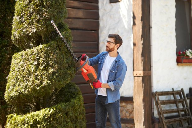 Tree Removal vs Tree Pruning: Which Option Is Right for Your Canberra Property?